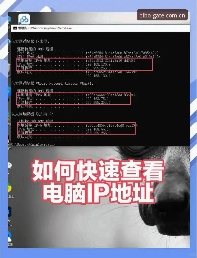 必博登录网址 必博登录网址找不到了?如何快速找到bibo必博官方安全登录入口?